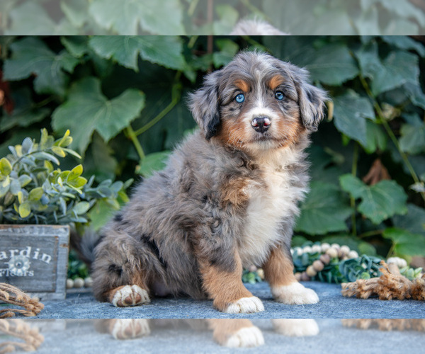 Medium Photo #1 Bernedoodle (Miniature) Puppy For Sale in APPLE CREEK, OH, USA