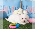 Small #2 Bichon Frise