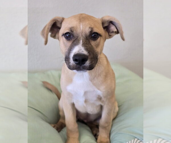 Medium Photo #11 German Shepherd Dog-Unknown Mix Puppy For Sale in Lakewood, CO, USA