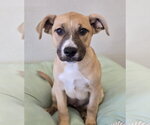 Small #10 German Shepherd Dog Mix