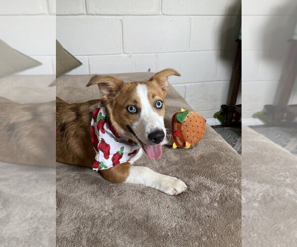 Medium Photo #4 Mutt Puppy For Sale in San Leon, TX, USA