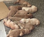 Small #2 Golden Retriever