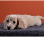 Small Photo #45 Dachshund Puppy For Sale in CROWLEY, TX, USA