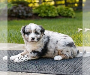 Miniature Australian Shepherd Puppy for sale in COATESVILLE, PA, USA