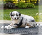 Small Miniature Australian Shepherd
