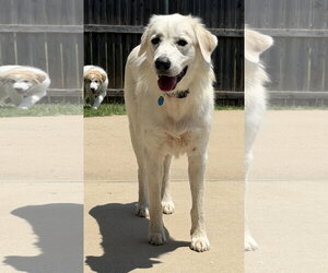 Great Pyrenees-Unknown Mix Dogs for adoption in Dallas, TX, USA