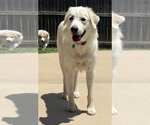 Small Great Pyrenees Mix