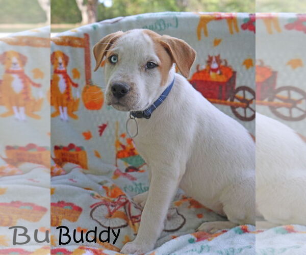 Medium Photo #9 American Pit Bull Terrier-Unknown Mix Puppy For Sale in Wakefield, RI, USA