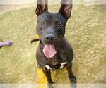 Small #1 American Staffordshire Terrier Mix