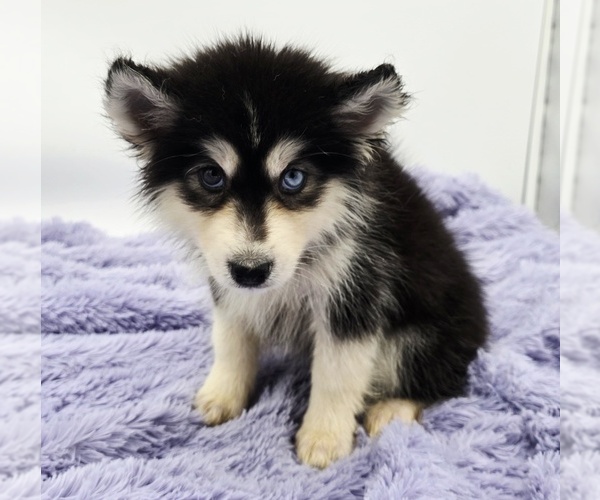 Medium Photo #3 Siberian Husky Puppy For Sale in SANDY HOOK, KY, USA