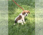 Small Mutt