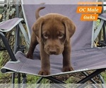Small Photo #54 Labrador Retriever Puppy For Sale in EDGEWOOD, TX, USA