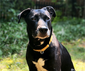 Sadie - Female Mutt Dog for Adoption - Photo #5