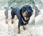 JUNO - Female Rottweiler Dog for Adoption - Small photo