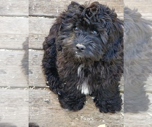 Cockapoo Puppy for sale in SILVERTON, OR, USA
