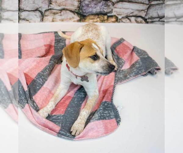 Medium Photo #3 Mutt Puppy For Sale in Kennesaw, GA, USA