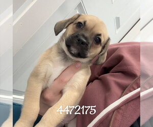 Norfolk Terrier-Pug Mix Dogs for adoption in Chico, CA, USA