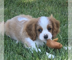 Cavalier King Charles Spaniel Puppy for sale in TEMPLETON, CA, USA