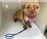 Small American Bulldog Mix