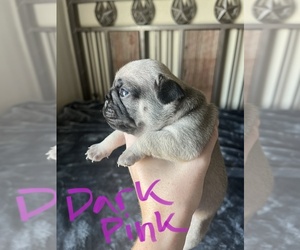 Pug Puppy for Sale in LOCKHART, Texas USA