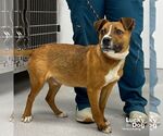 Small #1 Mutt