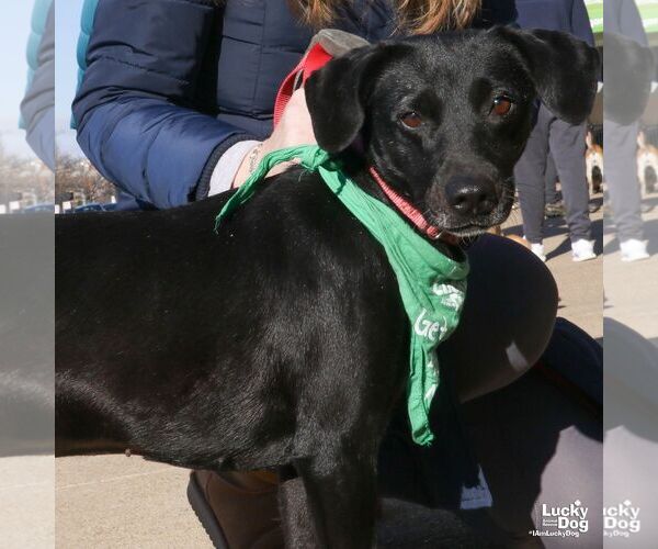 Medium Photo #2 Labrador Retriever-Whippet Mix Puppy For Sale in Washington, DC, USA