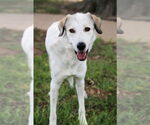 Small #6 Great Pyrenees Mix