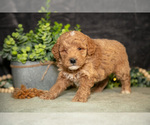 Puppy Koda Poodle (Miniature)