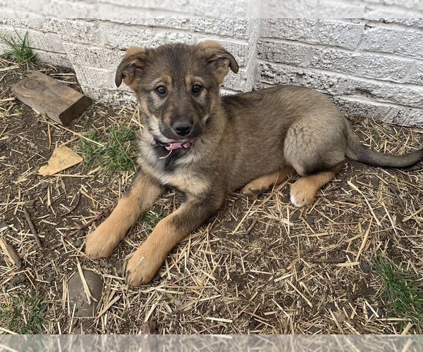 Medium Photo #1 Australian Shepherd-German Shepherd Dog Mix Puppy For Sale in EL PASO, IL, USA
