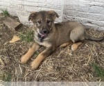 Small Photo #1 Australian Shepherd-German Shepherd Dog Mix Puppy For Sale in EL PASO, IL, USA