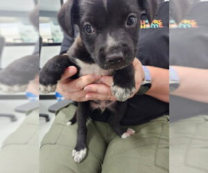 Labrador Retriever-Unknown Mix Dogs for adoption in Temple, TX, USA