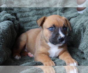 Boxer-Norwegian Elkhound Mix Puppy for sale in SHILOH, OH, USA