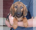 Small #2 Basset Hound