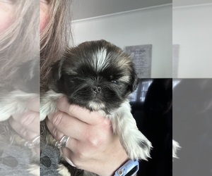 Pekingese Puppy for sale in MARTINSVILLE, VA, USA