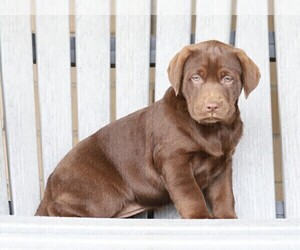 Labrador Retriever Puppy for sale in FREDERICKSBG, OH, USA