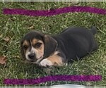 Image preview for Ad Listing. Nickname: Male 1