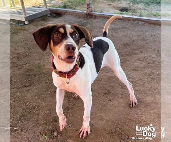 Medium Photo #6 Beagle-Unknown Mix Puppy For Sale in Washington, DC, USA