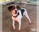 Small #5 Beagle Mix