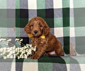 Cock-A-Poo Puppy for sale in NEW HOLLAND, PA, USA