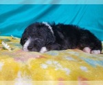 Small Photo #6 Bernedoodle (Miniature) Puppy For Sale in COLORADO SPRINGS, CO, USA