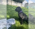 Small Photo #10 Labrador Retriever Puppy For Sale in IDAHO FALLS, ID, USA