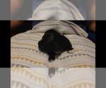 Small Photo #10 Maltipoo Puppy For Sale in BROOKFIELD, MO, USA