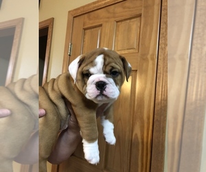 English Bulldog Puppy for sale in WATERVILLE, OH, USA