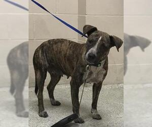 Labrador Retriever-Unknown Mix Dogs for adoption in Conroe, TX, USA