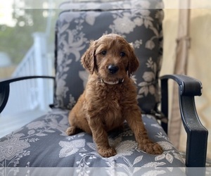 Goldendoodle Puppy for Sale in LAKE PANASOFFKEE, Florida USA