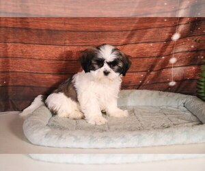 Shih Tzu Puppy for sale in PENNS CREEK, PA, USA