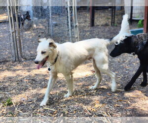 Border Collie Dogs for adoption in Paso Robles, CA, USA