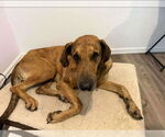 Small #8 Great Dane