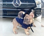 Small #16 French Bulldog