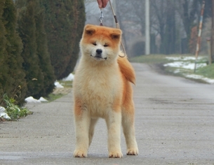 Akita Puppy for sale in Sena, Central Serbia, Serbia